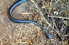 Pituophis catenifer pumilus
