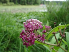 Asclepias incarnata incarnata