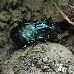 Abax parallelepipedus
