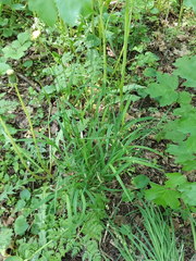 Melica picta