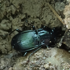 Abax parallelepipedus