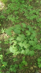 Aconitum septentrionale