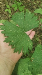 Aconitum septentrionale