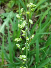 Melica picta