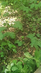Aconitum septentrionale