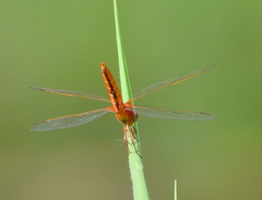 Crocothemis servilia