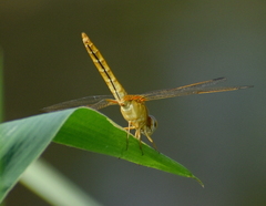 Crocothemis servilia