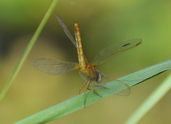 Crocothemis servilia