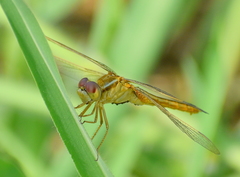 Crocothemis servilia