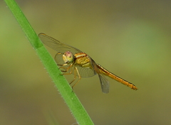 Crocothemis servilia