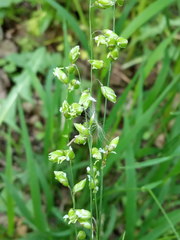 Melica picta