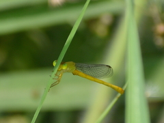Ceriagrion coromandelianum