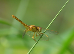 Crocothemis servilia