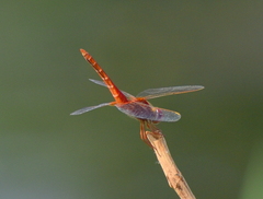 Crocothemis servilia