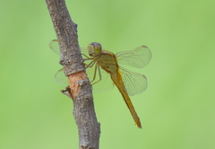 Crocothemis servilia