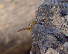 Crocothemis servilia