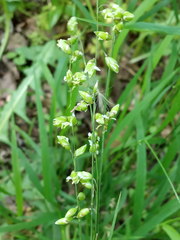 Melica picta
