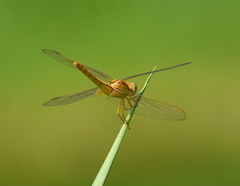 Crocothemis servilia