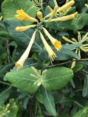 Lonicera sempervirens sempervirens