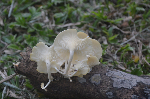 Lentinus striatulus image