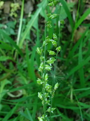 Melica picta