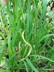 Melica picta