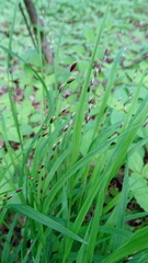 Melica uniflora