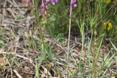 Coronilla scorpioides