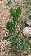 Lactuca serriola