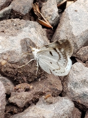 Lomographa semiclarata