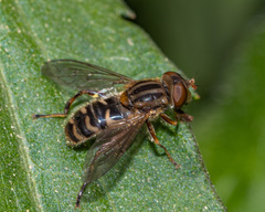 Anasimyia anausis