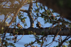 Melanerpes uropygialis