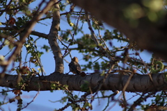 Melanerpes uropygialis