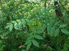 Fraxinus excelsior