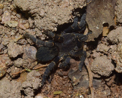 Brachionopus