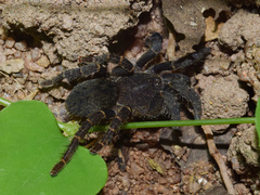 Brachionopus