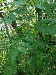 Fraxinus excelsior