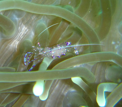 Ancylomenes sarasvati