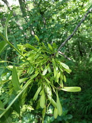 Fraxinus excelsior
