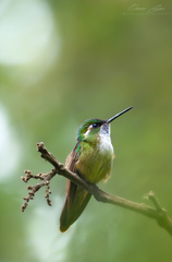 Lampornis viridipallens