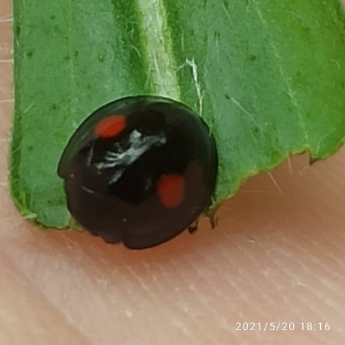 Chilocorus renipustulatus