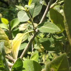 Cestrum roseum