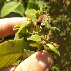 Cestrum roseum