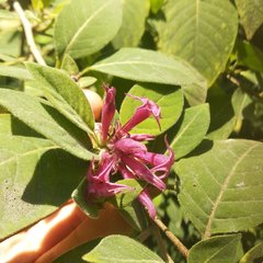 Cestrum roseum