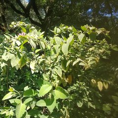 Cestrum roseum