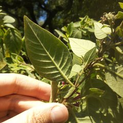 Cestrum roseum