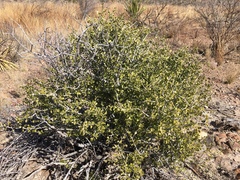 Schaefferia cuneifolia
