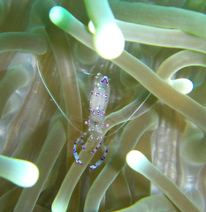 Ancylomenes sarasvati