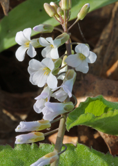 Boechera grahamii