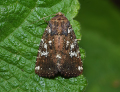 Feliniopsis africana